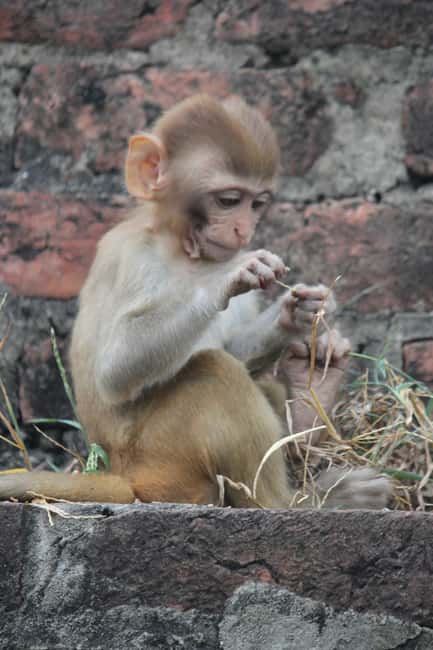 From Jaipur: Sariska National Park Day trip with Safari - Jeep vs canter: seating, noise, and where sightings feel better