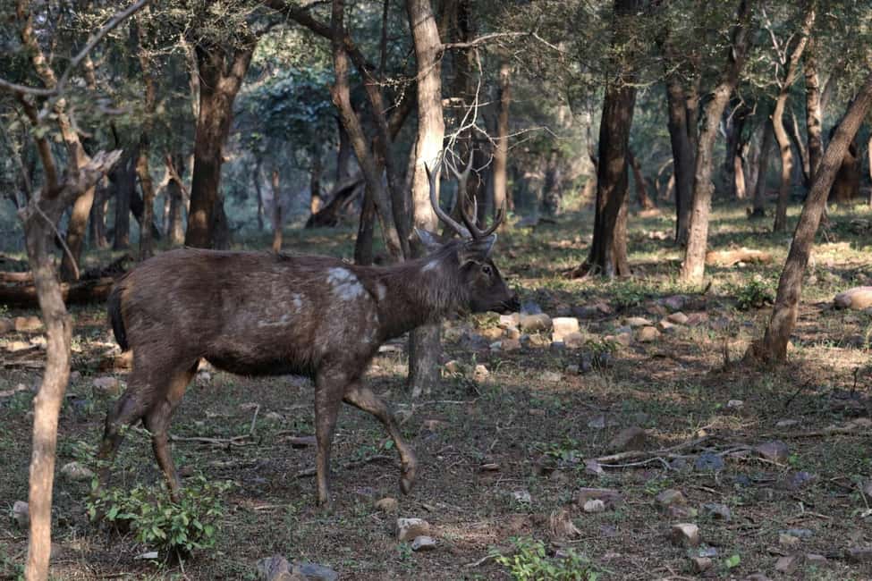 From Jaipur: Sariska National Park Day trip with Safari - The guide, the rules, and the photo reality