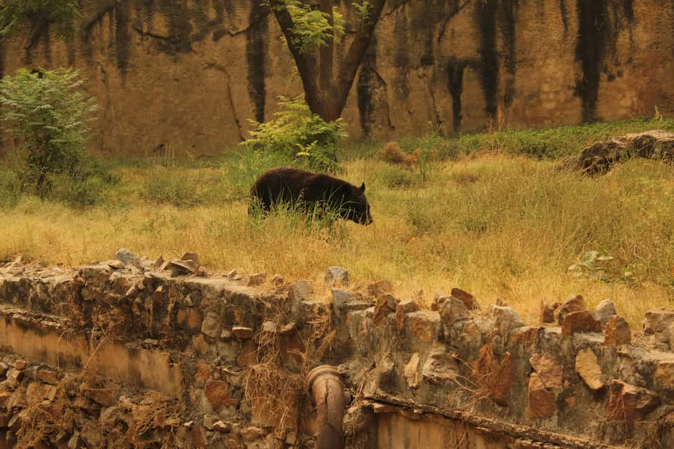 From Jaipur: Sariska National Park Day trip with Safari - Price and value: is $82 a fair deal for a tiger reserve day?