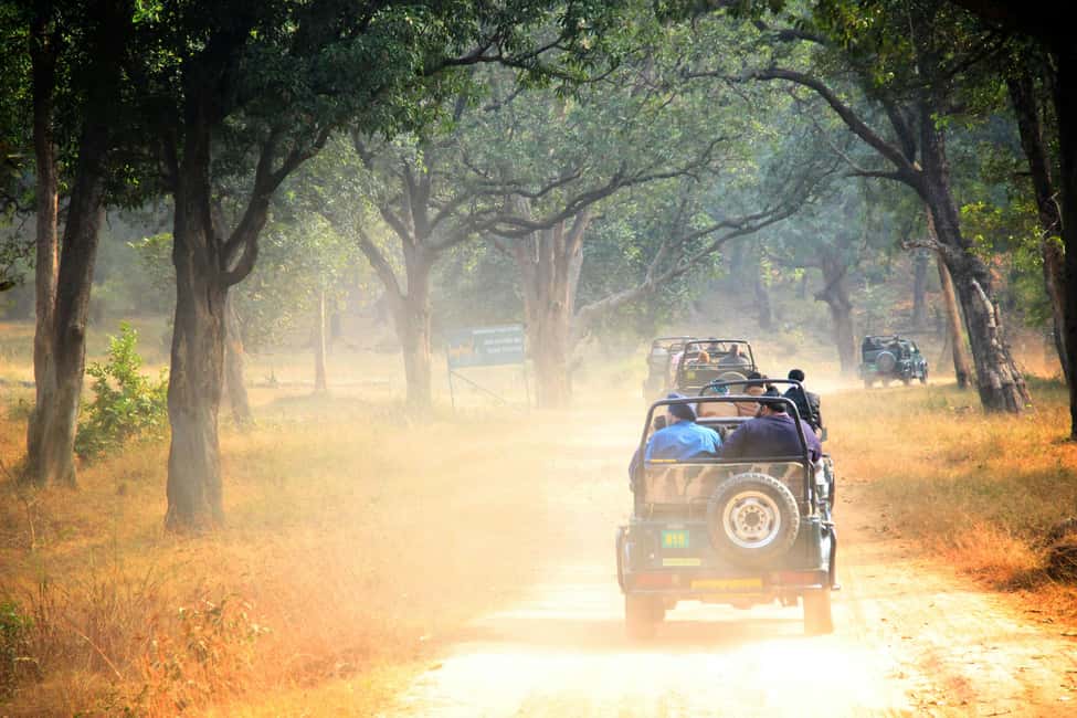 From Jaipur: Sariska National Park Day trip with Safari - Who this tour suits best (and who should skip it)