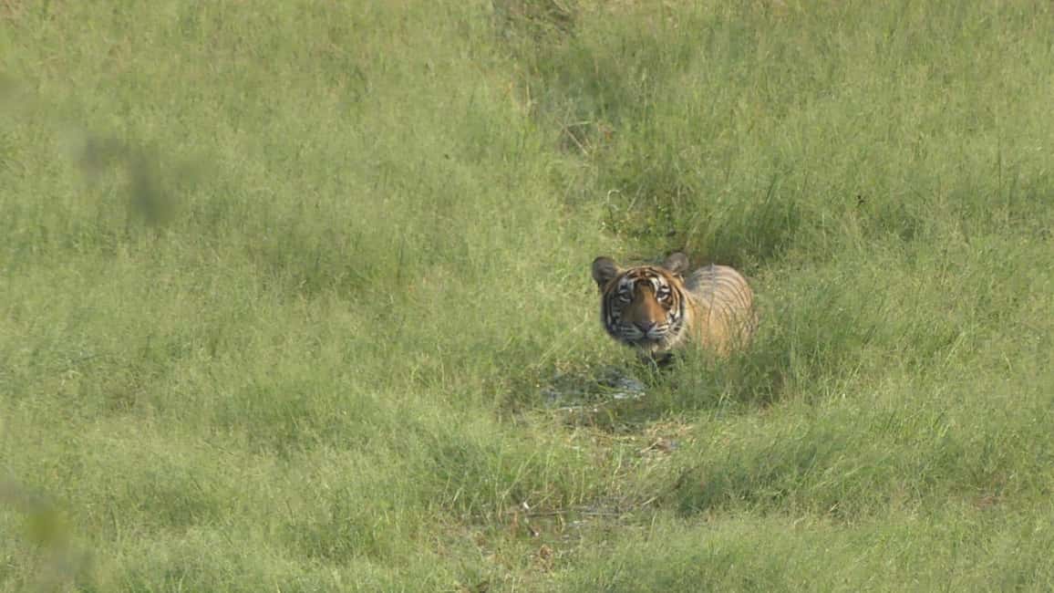 From Jaipur: Sariska National Park Day trip with Safari - How the safari works inside Sariska Tiger Reserve