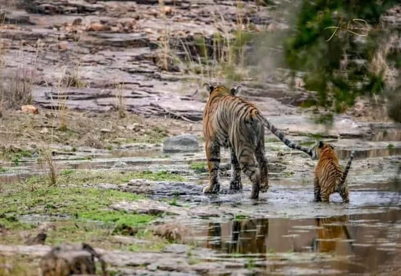 From Ranthambore: Official Tiger Safari in Canter With Guide - Key Points You’ll Care About on This Ranthambore Canter Safari