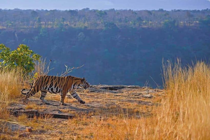 From Ranthambore: Official Tiger Safari in Canter With Guide - Ranthambore by Canter: What the 3-Hour Safari Feels Like