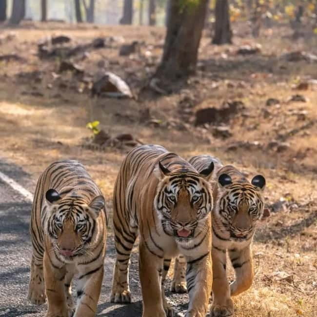 From Ranthambore: Official Tiger Safari in Canter With Guide - How the 10 Zones Shape Your Tiger Chances (Zones 1–5)