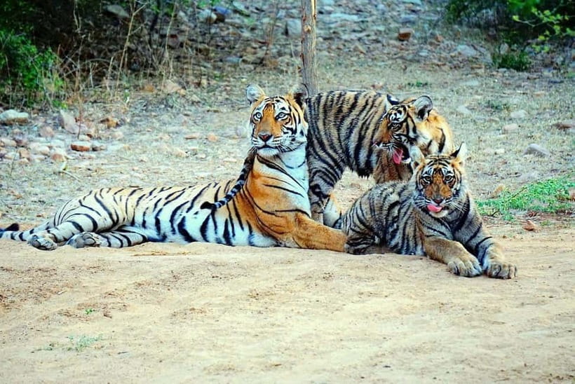 From Ranthambore: Official Tiger Safari in Canter With Guide - Wildlife You’re Likely to See: More Than Just Tigers