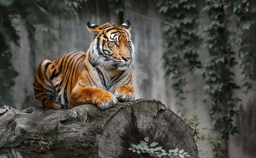 From Ranthambore: Official Tiger Safari in Canter With Guide - Other Practical Details: Cold Mornings, Full Vehicles, and Respect