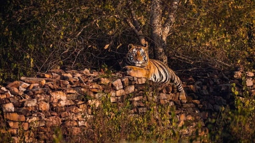 From Ranthambore: Official Tiger Safari in Canter With Guide - Price and Value at About $27 Per Person