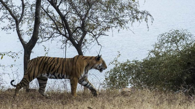 From Ranthambore: Official Tiger Safari in Canter With Guide - The Morning vs Afternoon Choice: Picking the Day That Works for You