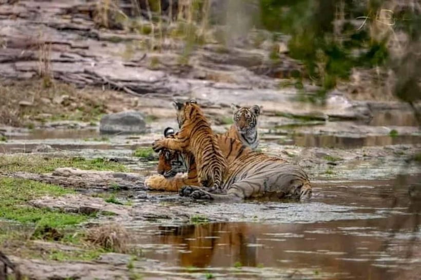 From Ranthambore: Official Tiger Safari in Canter With Guide - Meeting at Ganesh Dham Circle and Getting Into the Park