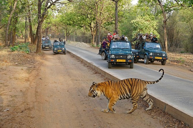 Full Day trip to Ranthambore tiger reserve from Jaipur Hotels - Price and value: what $68.09 gets you for a full-day safari