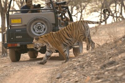 Full Day trip to Ranthambore tiger reserve from Jaipur Hotels - Getting to Ranthambore from Jaipur hotels without the headache