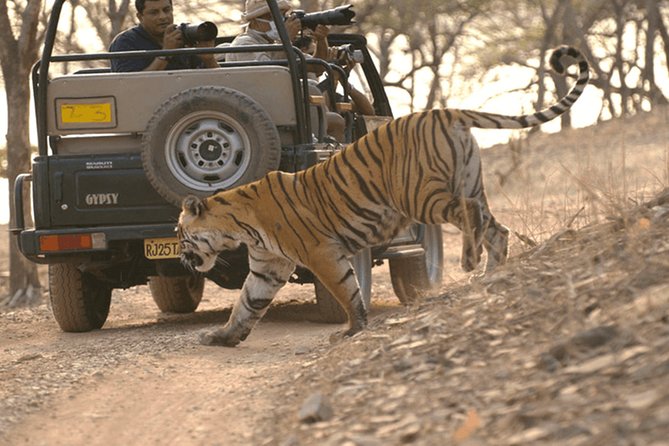 Full Day trip to Ranthambore tiger reserve from Jaipur Hotels - Getting to Ranthambore from Jaipur hotels without the headache