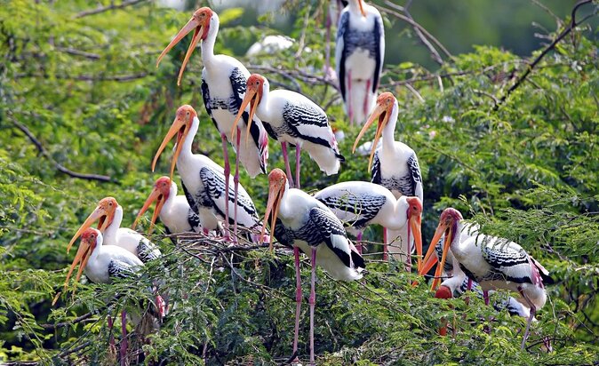 Guided Keoladeo Bird National Park Tour in Bharatpur from Jaipur - Key things to know before you go
