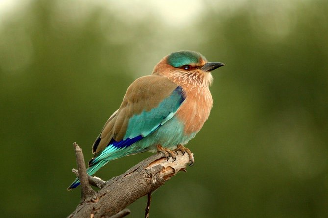 Guided Keoladeo Bird National Park Tour in Bharatpur from Jaipur - Jaipur to Keoladeo: the 6am drive that makes the day work