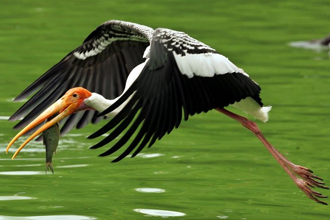 Guided Keoladeo Bird National Park Tour in Bharatpur from Jaipur - Rickshaw safari or bicycle ride: 2.5 hours of guided movement