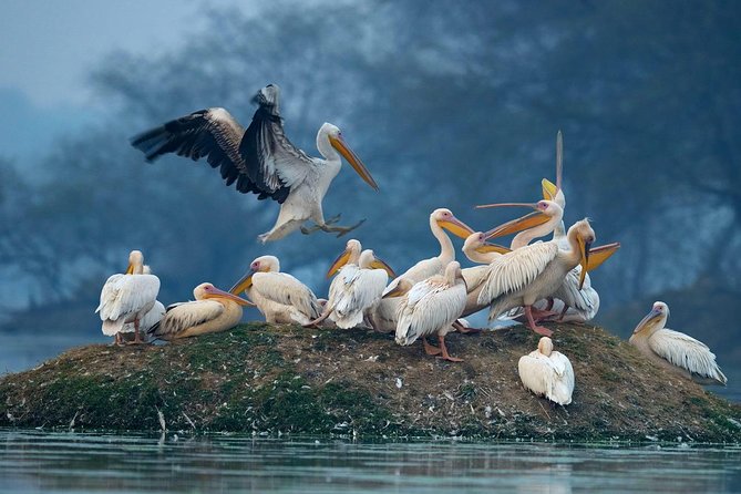 Guided Keoladeo Bird National Park Tour in Bharatpur from Jaipur - Who should book this Keoladeo bird tour from Jaipur