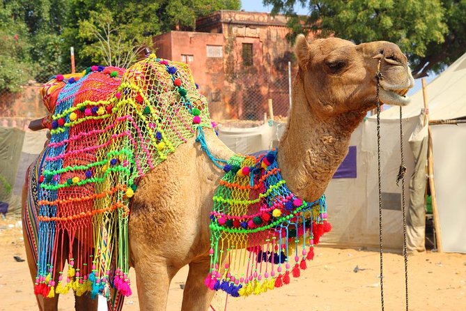 Jaipur City- 3 Day Private Tour With Day-Trip To Pushkar - Key Highlights You’ll Actually Notice