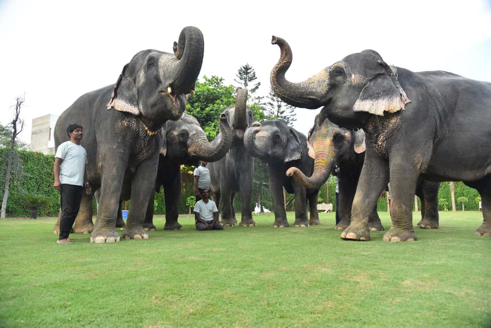 Jaipur Elephant Experience: Bond, Connect, and Learn - Key points before you go