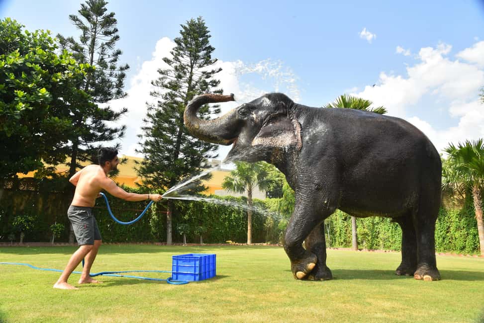 Jaipur Elephant Experience: Bond, Connect, and Learn - EleJungle near Amer: how the day is set up