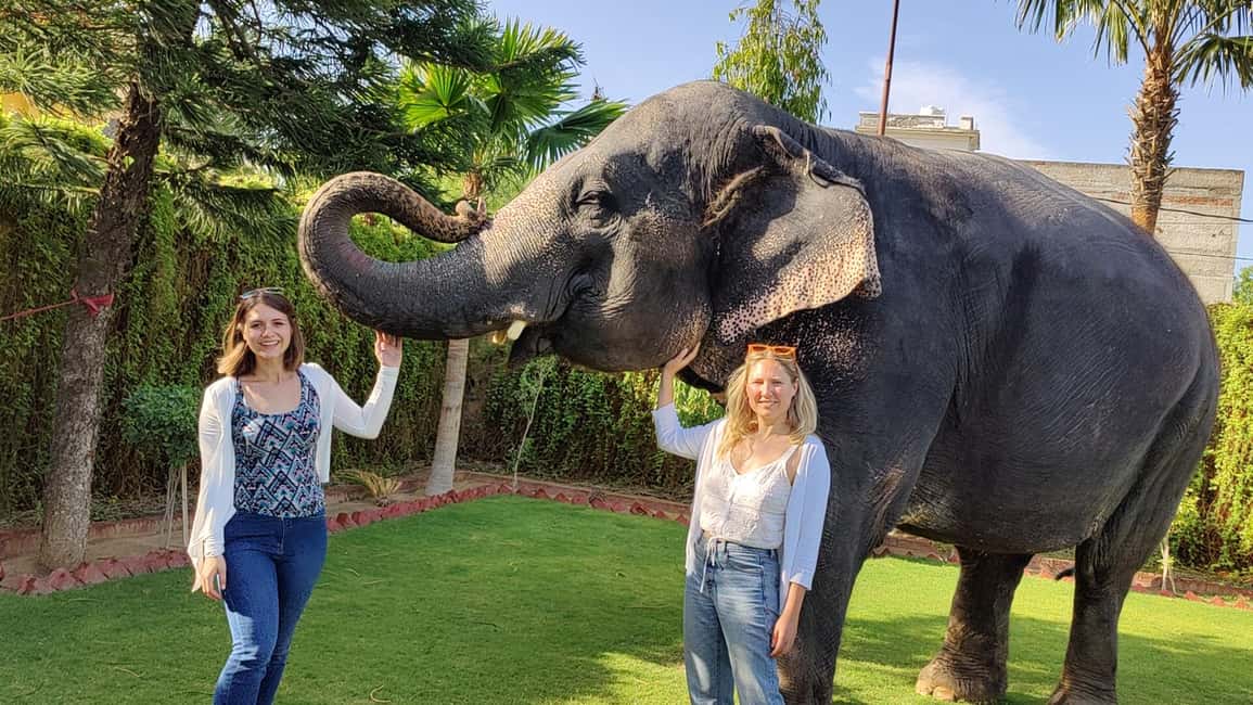 Jaipur Elephant Experience: Bond, Connect, and Learn - Lunch around elephants: planning a calm finish