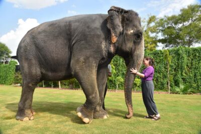 Jaipur Elephant Experience: Bond, Connect, and Learn - Learning elephant life and culture with an English guide