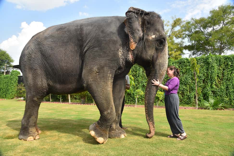Jaipur Elephant Experience: Bond, Connect, and Learn - Learning elephant life and culture with an English guide