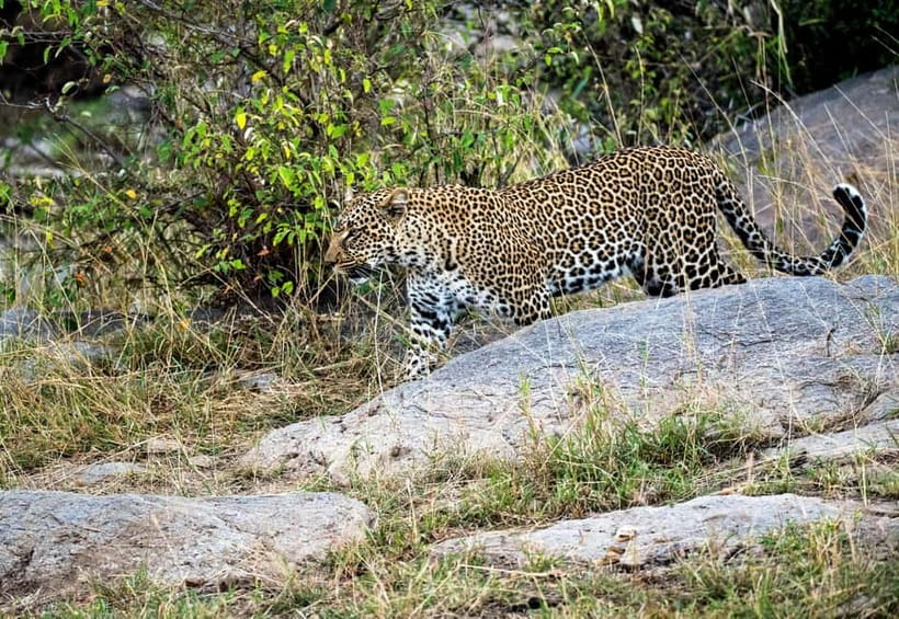 Jaipur: Jhalana Amagarh Leopard Safari Park Guided Tour - Jhalana Amagarh Leopard Safari: What You’re Actually Booking Near Jaipur