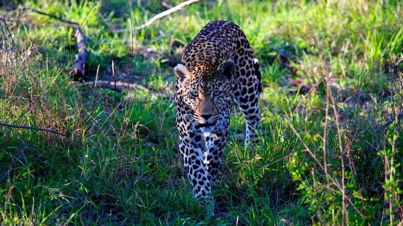Jaipur: Jhalana Amagarh Leopard Safari Park Guided Tour - 23 Square Kilometers in the Aravalli: The Value of the Big Space