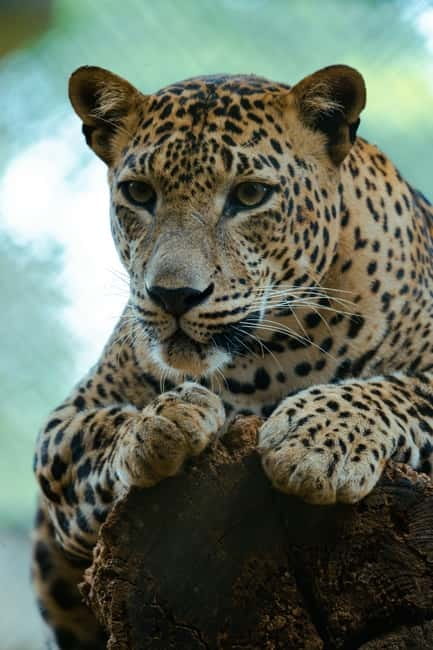Jaipur: Jhalana Amagarh Leopard Safari Park Guided Tour - What Wildlife You Can Look For Besides Leopards