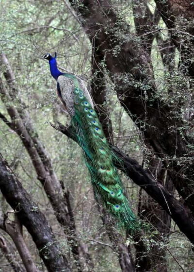 Jaipur: Jhalana Amagarh Leopard Safari Park Guided Tour - The 2 to 2.5 Hour Safari Loop: How to Set Expectations