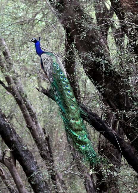 Jaipur: Jhalana Amagarh Leopard Safari Park Guided Tour - The 2 to 2.5 Hour Safari Loop: How to Set Expectations