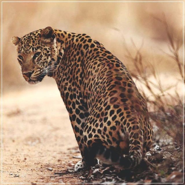 Jaipur: Jhalana/Amagarh leopard safari private tour - Jhalana/Amagarh Safari: the big-cat hunt near Jaipur