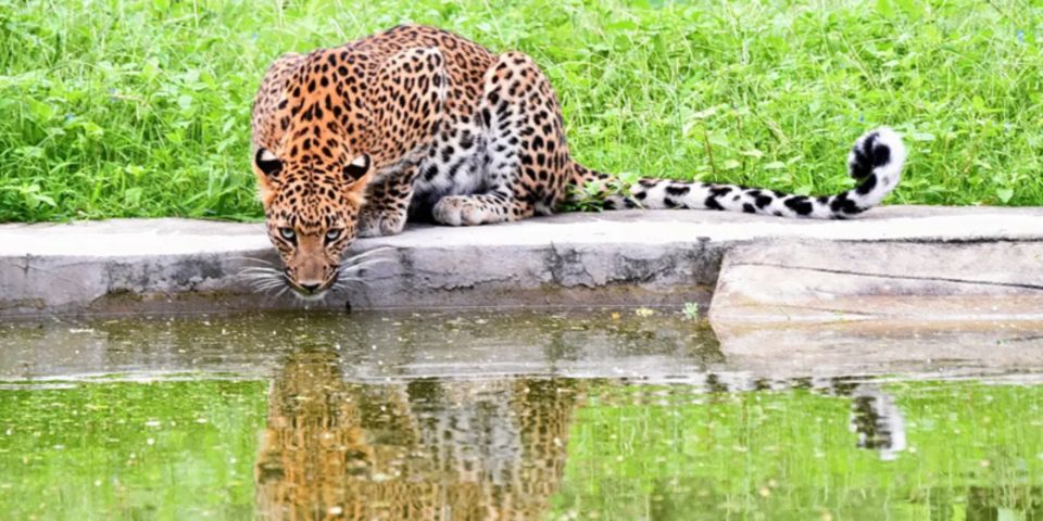Jaipur: Jhalana/Amargarh Leopard Safari Private Tour - Jhalana and Amargarh: two leopard zones, one practical day plan