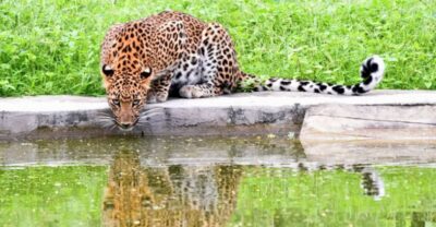 Jaipur: Jhalana/Amargarh Leopard Safari Private Tour - The comfort factor: hotel pickup and air-conditioned car time