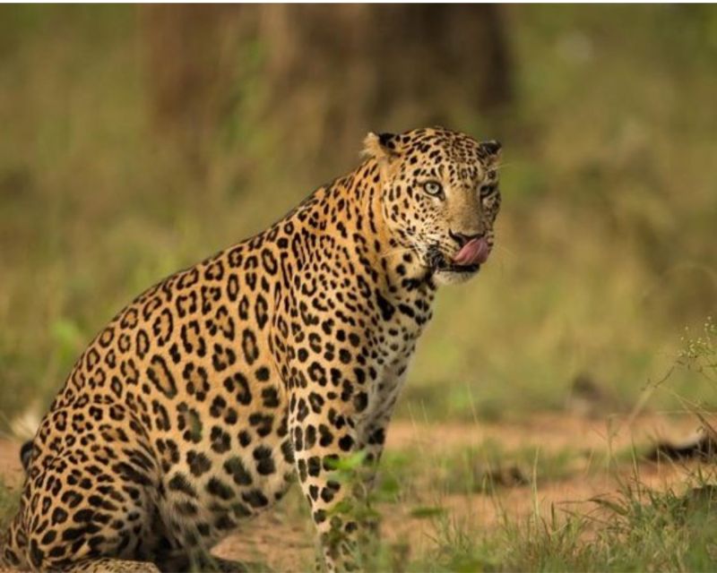 Jaipur: Jhalana/Amargarh Leopard Safari Private Tour - Price and value: is $75 per person a smart deal?