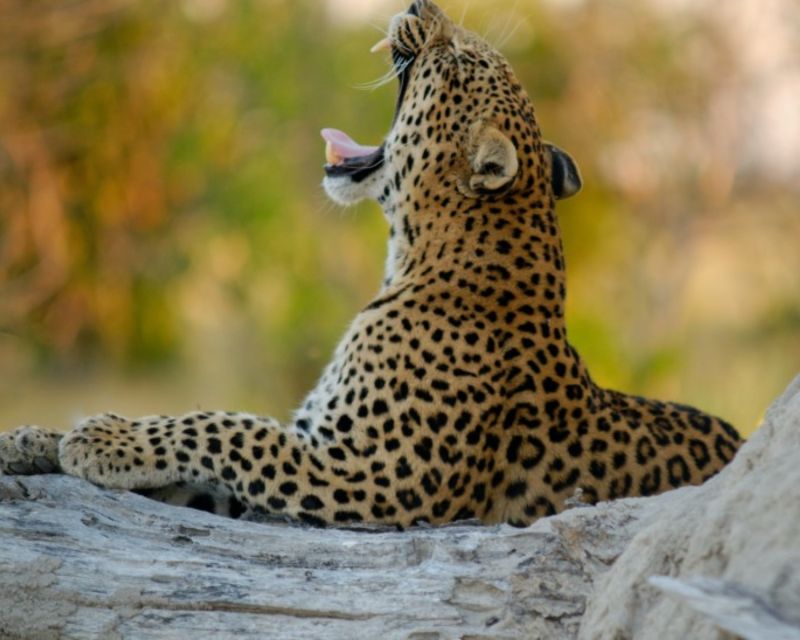 Jaipur: Jhalana/Amargarh Leopard Safari Private Tour - What to bring, and how to time your day in Jaipur