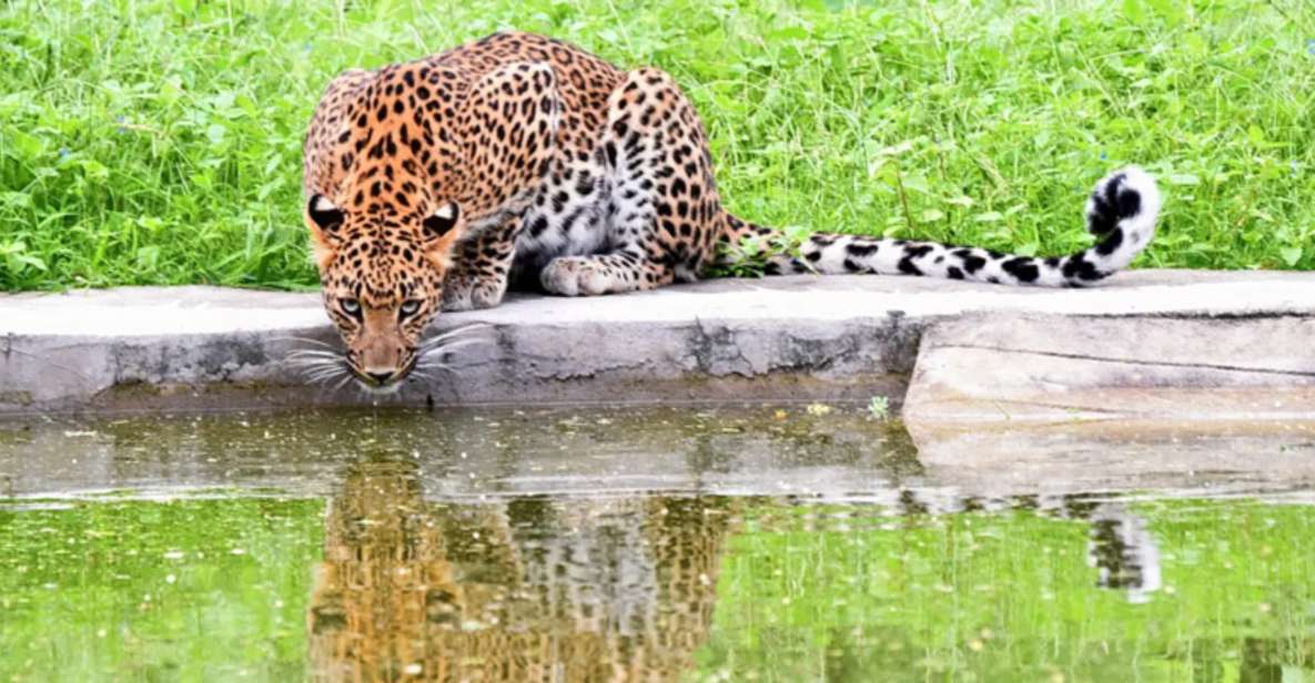 Jaipur: Jhalana/Amargarh Leopard Safari Private Tour - The comfort factor: hotel pickup and air-conditioned car time