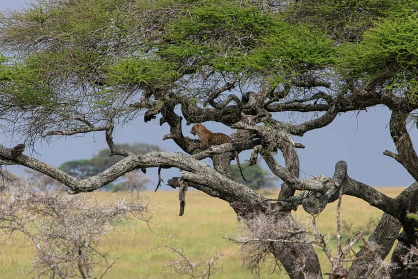Jaipur: Jhalana leopard safari private tour - Jaipur pickup and the air-conditioned ride to the reserve