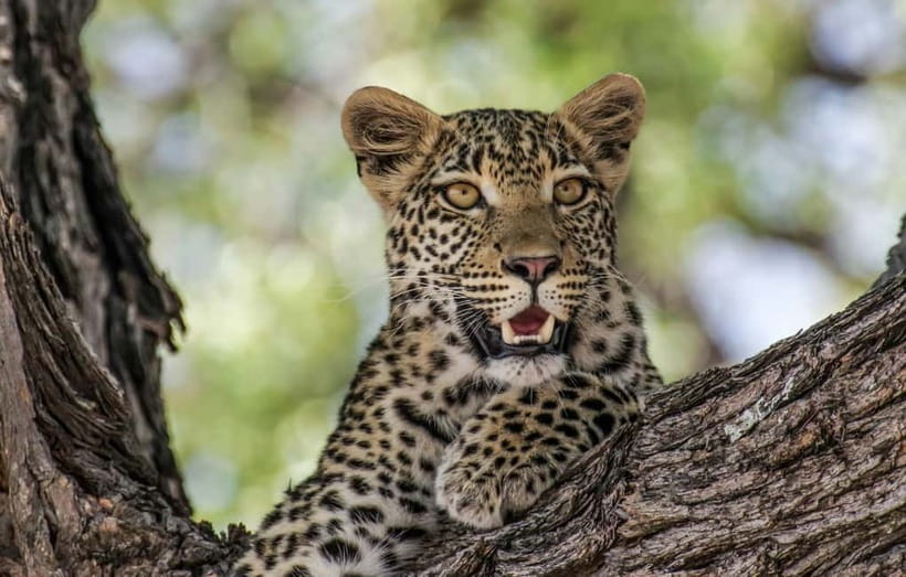 Jaipur: Jhalana leopard safari private tour - The 4x4 off-road safari: how the timing usually feels