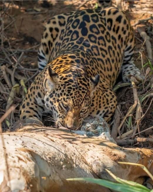 Jaipur: Jhalana leopard safari private tour - Guided by an English-speaking driver: how to make the most of limited time