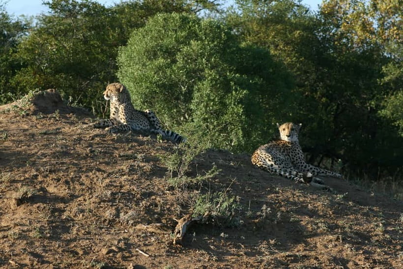 Jaipur: Jhalana leopard safari private tour - Leopard-spotting expectations (and the no-refund rule if you miss)