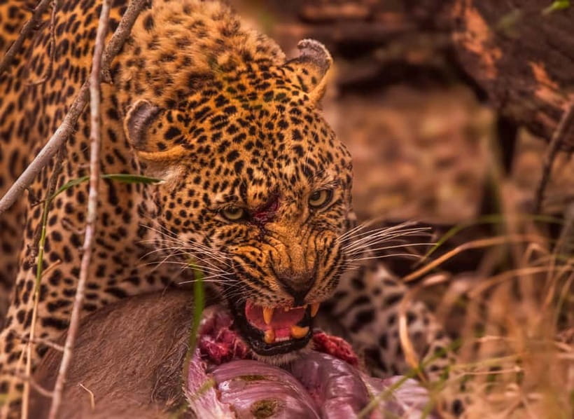 Jaipur: Jhalana leopard safari private tour - Price and value: is $60 per person fair for what you get?