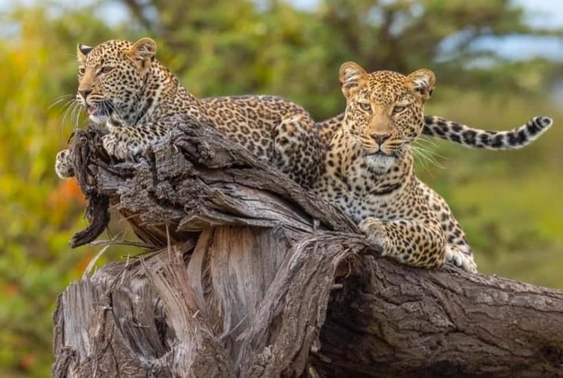 Jaipur: Jhalana leopard safari private tour - Practical tips for a smoother Jhalana safari day