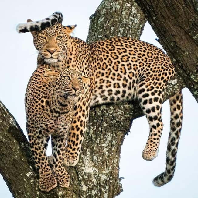 Jaipur: Jhalana leopard safari private tour - Should you book the Jaipur Jhalana leopard safari?