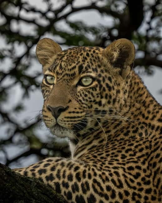 Jaipur: Jhalana leopard safari private tour - Jhalana Safari Park: what you’re really paying for