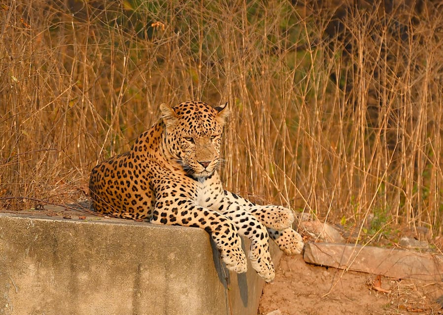 Jaipur: Jhalana Leopard Safari Tour - Key things I’d plan for on this Jhalana safari