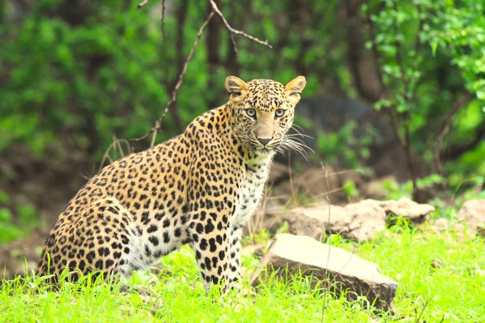 Jaipur: Jhalana Leopard Safari Tour - Why this leopard project matters (and how your visit fits)