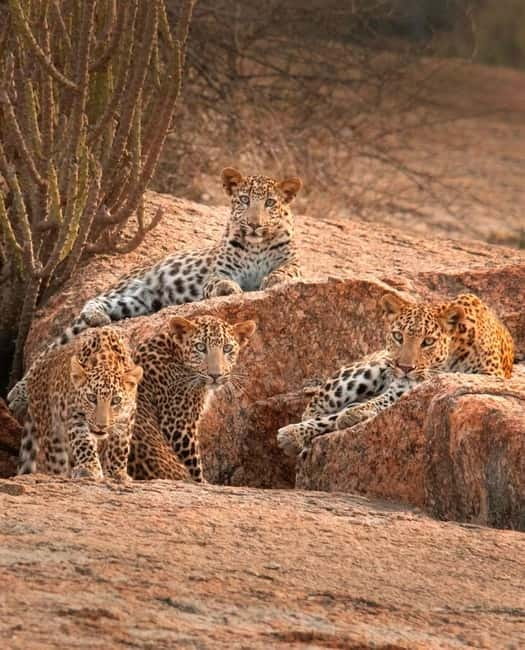 Jaipur: Jhalana leopard safari tour with hotel pickup & drop - Key highlights at a glance