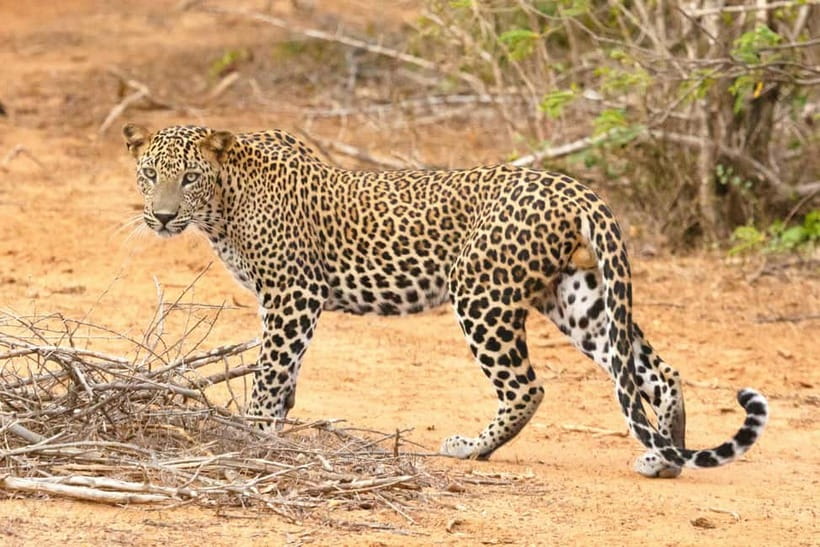Jaipur: Jhalana leopard safari tour with hotel pickup & drop - Mixed expectations: the only way to feel good about your money