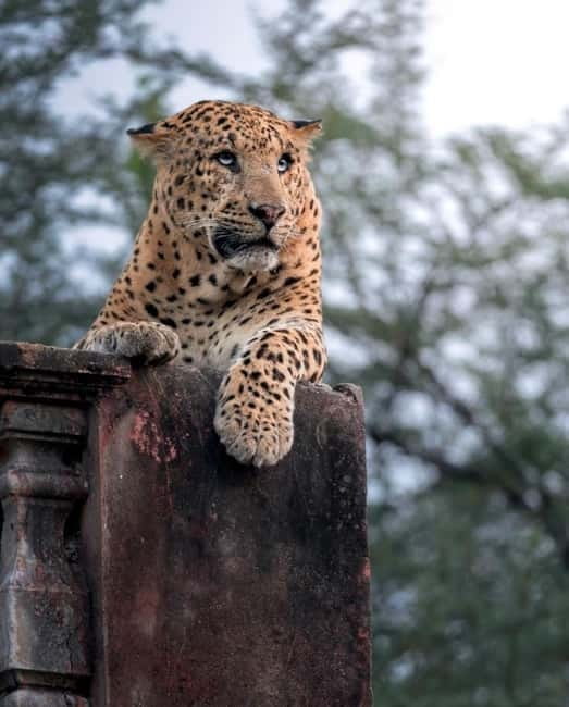 Jaipur: Jhalana leopard safari tour with hotel pickup & drop - Jhalana Leopard Reserve near Jaipur Airport: what you’re really signing up for